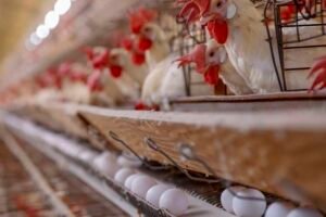 preco-do-ovo-dispara-no-atacado-e-preocupa-supermercados