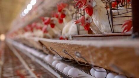 preco-do-ovo-dispara-no-atacado-e-preocupa-supermercados