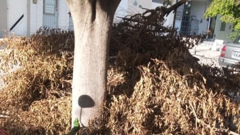 leitora-espera-ha-um-mes-por-retirada-de-entulho-em-serra-talhada-e-se-revolta