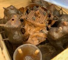 curso-de-meliponicultura-beneficia-agricultoras-do-pajeu