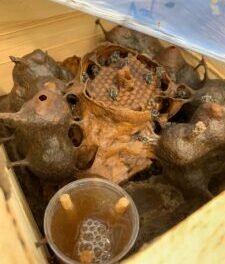 curso-de-meliponicultura-beneficia-agricultoras-do-pajeu