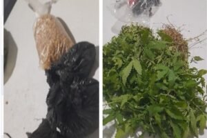 policia-militar-erradica-plantacao-com-2.400-pes-de-maconha-em-flores-pe