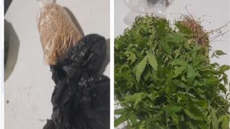 policia-militar-erradica-plantacao-com-2.400-pes-de-maconha-em-flores-pe