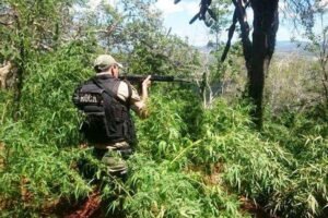 flores:-policia-erradica-plantacao-de-maconha-no-distrito-de-fatima