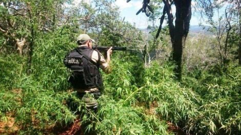 flores:-policia-erradica-plantacao-de-maconha-no-distrito-de-fatima