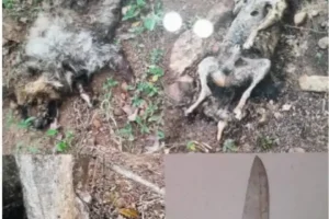 policia-e-acionada-para-apurar-denuncia-de-maus-tratos-contra-animais-em-triunfo