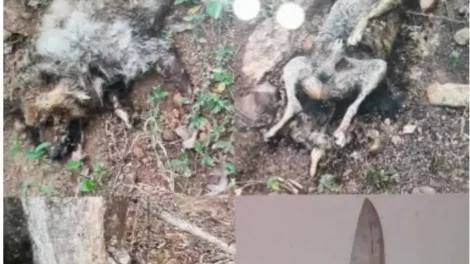 policia-e-acionada-para-apurar-denuncia-de-maus-tratos-contra-animais-em-triunfo