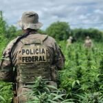 operacao-carcara-da-pf-erradica-134-mil-pes-de-maconha-no-sertao-do-estado