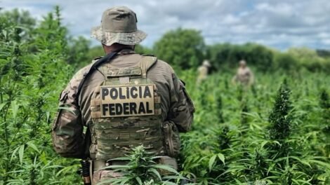 operacao-carcara-da-pf-erradica-134-mil-pes-de-maconha-no-sertao-do-estado