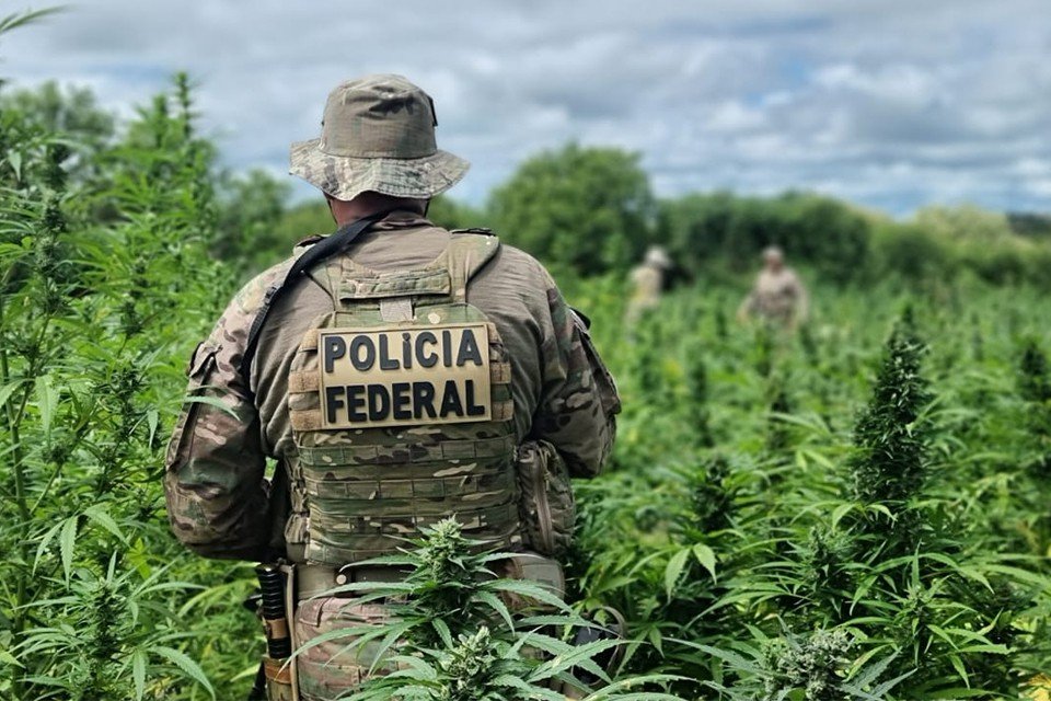 operacao-carcara-da-pf-erradica-134-mil-pes-de-maconha-no-sertao-do-estado