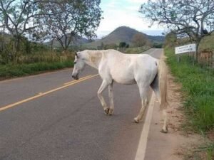 mppe-recomenda-apreensao-de-animais-soltos-em-solidao