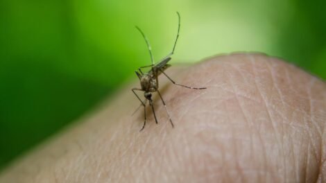 casos-de-dengue-caem-55%-em-pernambuco,-mas-obitos-seguem-em-investigacao