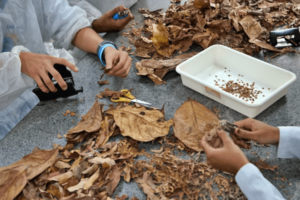 carnaval-sustentavel:-estudantes-produzem-confetes-naturais-para-reduzir-poluicao