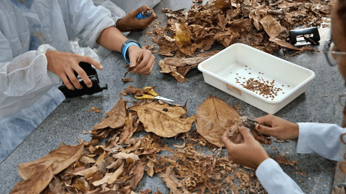 carnaval-sustentavel:-estudantes-produzem-confetes-naturais-para-reduzir-poluicao