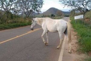 mppe-recomenda-apreensao-de-animais-soltos-em-solidao
