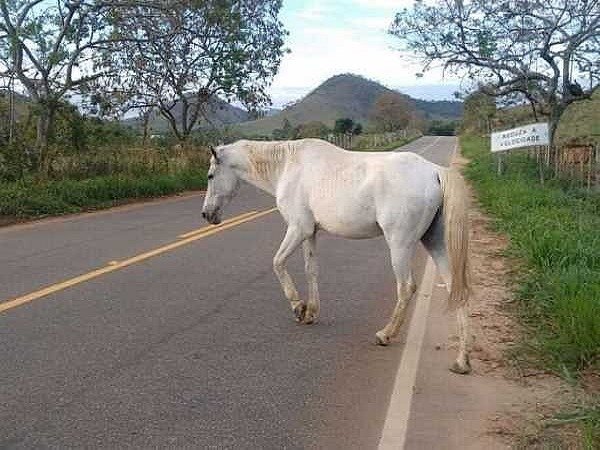mppe-recomenda-apreensao-de-animais-soltos-em-solidao