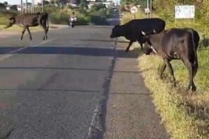 mppe-recomenda-apreensao-de-animais-soltos-em-solidao