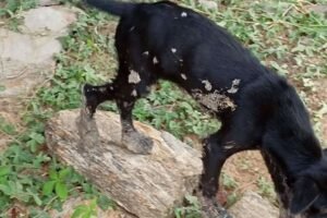 caes-abandonados-ficam-presos-em-malha-de-piche-em-fabrica-da-prefeitura-de-carnaiba