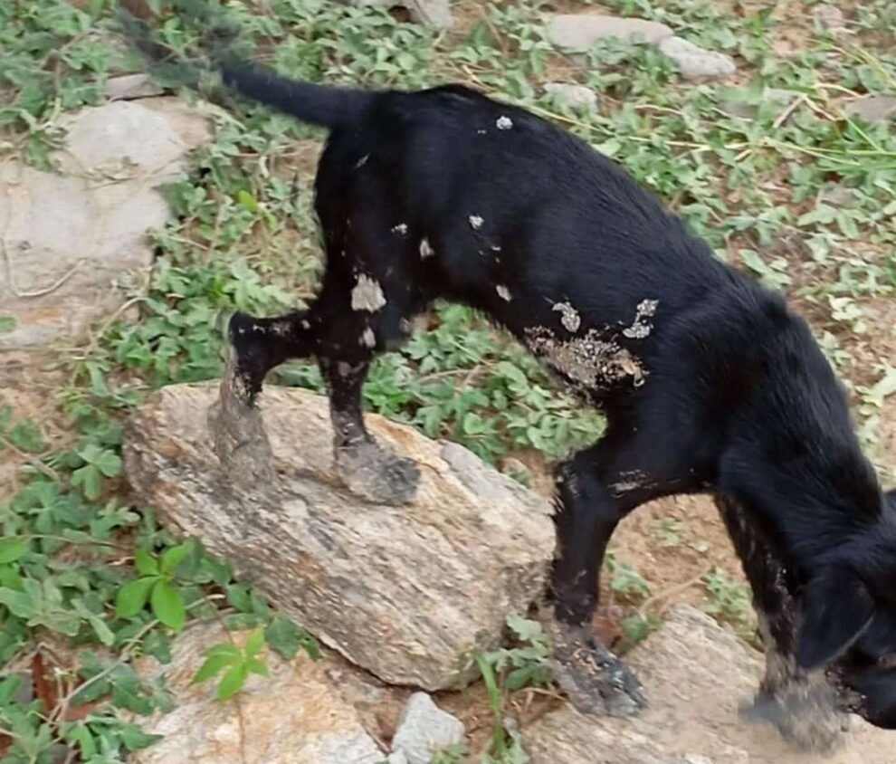 caes-abandonados-ficam-presos-em-malha-de-piche-em-fabrica-da-prefeitura-de-carnaiba