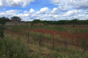 estiagem-pode-comprometer-mais-da-metade-da-producao-agricola-em-carnaiba