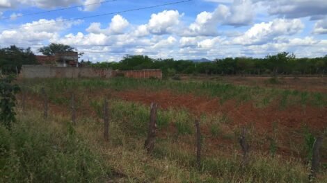 estiagem-pode-comprometer-mais-da-metade-da-producao-agricola-em-carnaiba