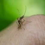 casos-de-dengue-caem-72%-em-pernambuco,-aponta-boletim-da-secretaria-de-saude