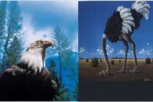 palavra-do-dia:-voce-se-parece-mais-com-uma-aguia-ou-avestruz?