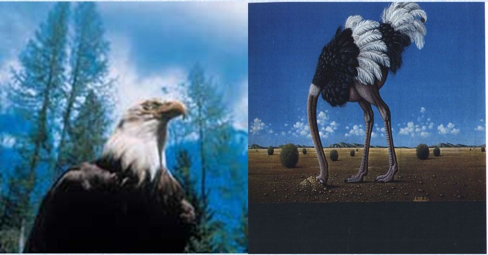 palavra-do-dia:-voce-se-parece-mais-com-uma-aguia-ou-avestruz?