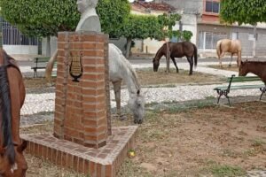 animais-de-grande-porte-invadem-praca-nossa-senhora-de-lourdes,-no-centro-de-carnaiba
