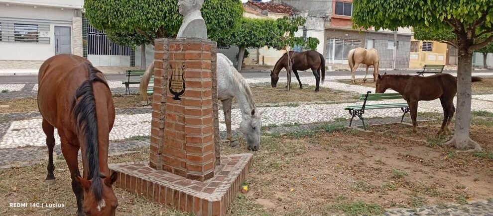 animais-de-grande-porte-invadem-praca-nossa-senhora-de-lourdes,-no-centro-de-carnaiba