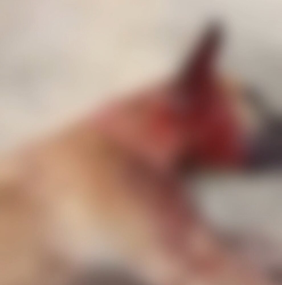 ouvinte-denuncia-maus-tratos-contra-caes-em-varzinha