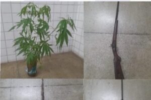 policia-erradica-plantacao-de-maconha-e-apreende-armas-de-fogo-em-floresta-pe