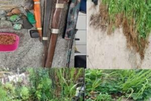 policia-localiza-plantacao-de-maconha-e-apreende-armas-em-itapetim