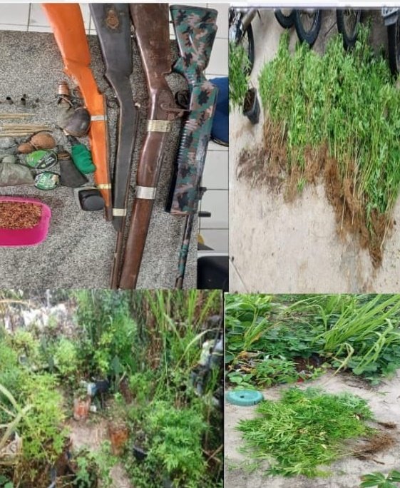 policia-localiza-plantacao-de-maconha-e-apreende-armas-em-itapetim