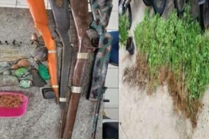 policia-encontra-plantacao-de-maconha-e-apreende-armas-em-itapetim