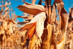 prefeitura-de-itapetim-anuncia-pagamento-do-garantia-safra-2024