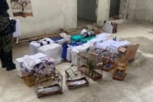 policia-apreende-mais-de-30-aves-em-operacao-ambiental-em-pernambuco