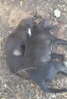 idoso-mata-dois-cachorros-a-pauladas-no-tenorio,-em-flores