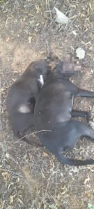 idoso-mata-dois-cachorros-a-pauladas-no-tenorio,-em-flores