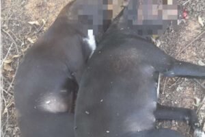 flores:-idoso-mata-dois-cachorros-a-pauladas-no-povoado-do-tenorio
