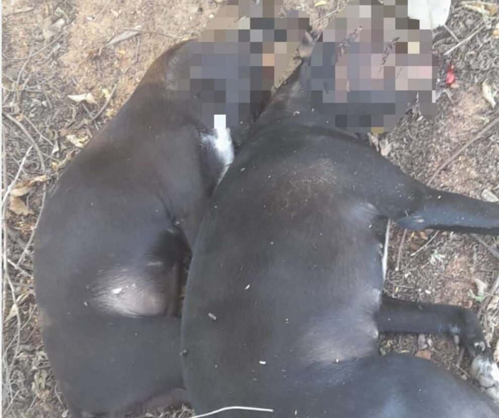 flores:-idoso-mata-dois-cachorros-a-pauladas-no-povoado-do-tenorio