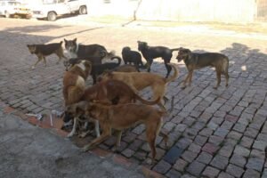secretaria-sera-convocada-para-discutir-‘cachorrada’-nas-ruas-de-serra-talhada