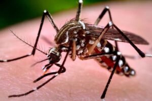 pernambuco-confirma-primeira-morte-por-dengue-em-2025