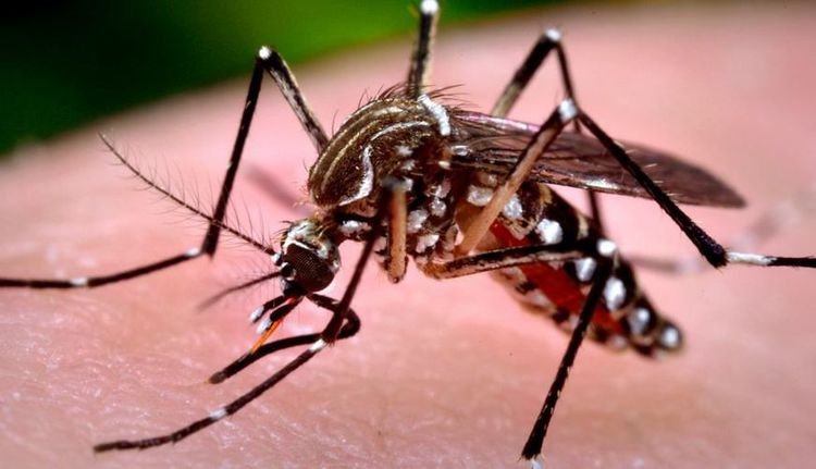 pernambuco-confirma-primeira-morte-por-dengue-em-2025