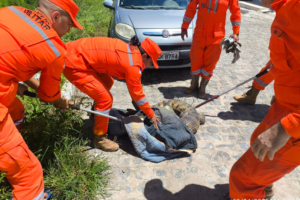 jacare-e-encontrado-debaixo-de-carro-em-frente-a-escola-em-gravata-e-mobiliza-resgate