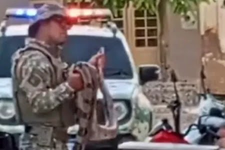 no-interior-de-pe:-homem-leva-jiboia-para-bar-e-acaba-na-delegacia