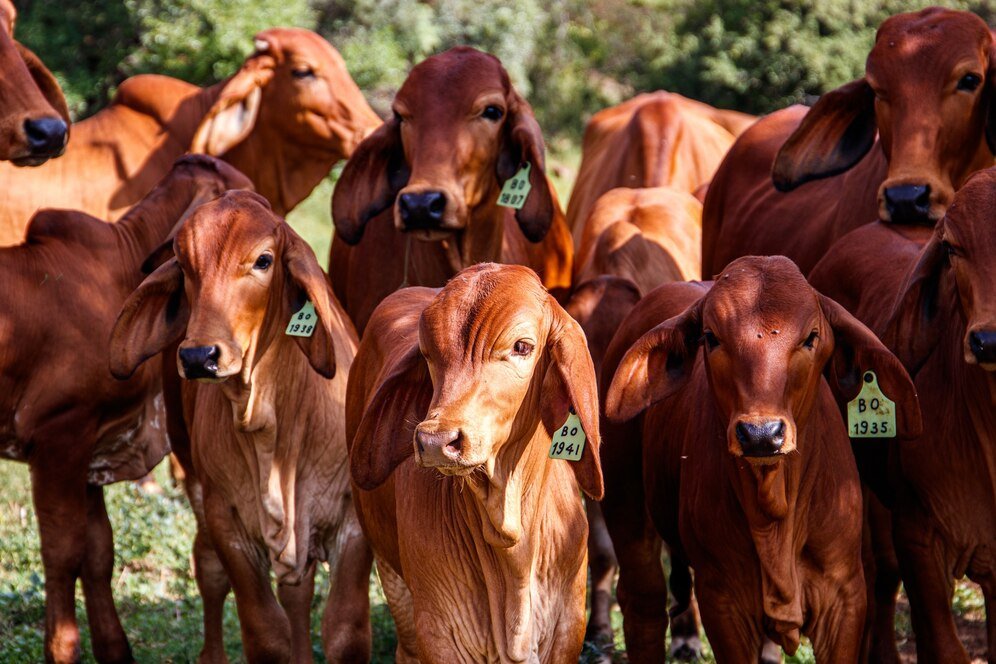 vereador-denuncia-abate-irresponsavel-no-matadouro-de-serra-talhada