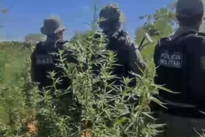 operacao-carcara-–-fase-iii:-policia-erradica-mais-de-45-mil-pes-de-maconha-em-carnaubeira-da-penha