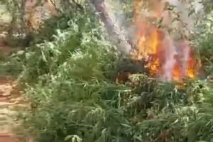 policia-militar-erradica-mais-de-27-mil-pes-de-maconha-em-belem-do-sao-francisco