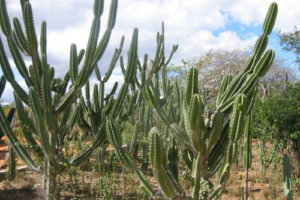 projeto-vai-plantar-500-mil-mudas-de-especies-nativas-da-caatinga-no-estado-de-pernambuco
